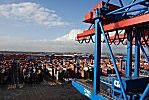 011_25986 | Blick ber das Container Terminal Altenwerder im Hamburger Hafen; rechts ein Ausschnitt einer Containerbrcke auf die Container - Lagerflche des Terminals.