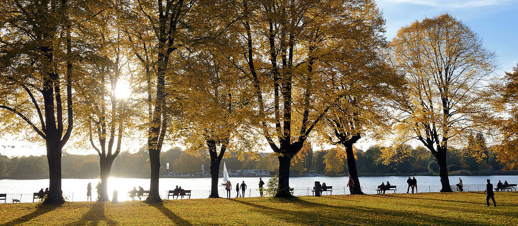 6888 Sonniger Herbst in der Hansestadt Hamburg, Stadtteil Uhlenhorst an der Aussenalster - Herbstbume mit gelbem Laub, Parkbnke am Wasser.