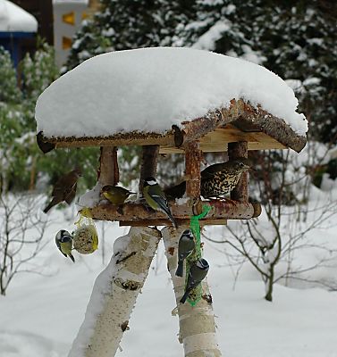 011_25886 |  schneebedecktes Vogelhaus; Vgel nutzen die Winterftterung - Meisen fressen am Fett-Kndel und Nsse, whrend andere beim Fettfutter oder Sonnenblumenkerne sind. 
