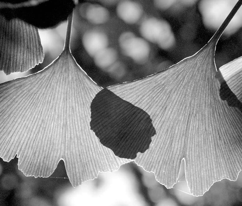 1982 Bltter eines Ginko-Baums im Hamburger Stadtpark, Schwarz Weiss Fotografie