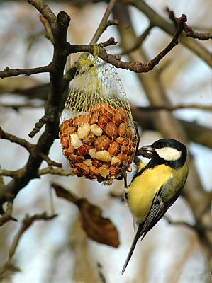 011_25888 |  die Kohlmeise frisst Erdnsse, die in einem Netz zur Winterftterung der Vgel im Apfelbaum hngen.