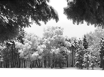 011_25890 | mit Schnee und Raureif bedeckte Bume im winterlichen Hamburg.  