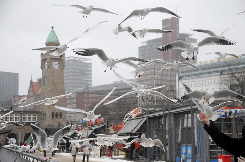 Hamburg-Motive vom Winter - Mwen fttern an der Elbe der St. Pauli Landungsbrcken. 109_5164 |Grauer Winternachmittag im Hamburger Hafen - Touristen fttern Mwen an der Promenade - im Hintergrund der Uhrturm / Pegelturm der St. Pauli Landungsbrcken. www.fotograf-hamburg.de