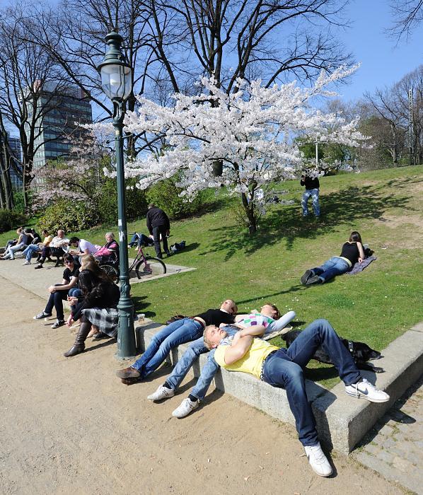 Frhlingssonne in Hamburg! Hamburger + Touristen Alsterpromenade der schoensten Stadt der Welt. 19_2724 | An der Alsterpromenade der Hamburger Binnenalster genieen Hamburg- Touristen und BewohnerInnen der schnsten Stadt der Welt die Frhlingssonne - ein weiblhender Kirschbaum steht in voller Blte auf der Wiese am Ufer der Binnenalster.