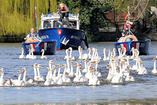 8948 Frhling in Hamburg - die Alsterschwne werden vom Winterquartier am Eppendorfer Mhlenteich auf die Alster gebracht. 