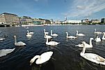 011_25807 | Alsterschwne auf der Hamburger Binnenalster; im Hintergrund der Jungfernstieg und Neue Jungfernstieg011_25807 | Alsterschwne auf der Hamburger Binnenalster; im Hintergrund der Jungfernstieg und Neue Jungfernstieg