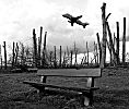 011_25908 | ein Beluga - Frachtflugzeug startet ber den gekappten Baumstmmen, die der Startbahnerweiterung des Airbuswerk in Hamburg Finkenwerder zum Opfer fallen; Parkbnke warten wohl vergebens auf Besucher.