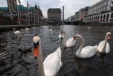 011_25951 |  Alsterschwne auf der Kleinen Alster, dem Verbindungsstcke zwischen Binnenalster und Alsterfleet - links das Hamburger Rathaus und rechts die Alsterarkaden. In der Bildmitte das Gebude der ehem. Reichsbank und die Barlach-Stele, das Mahnmal fr die in den beiden Weltkriegen getteten Menschen. 