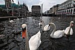 011_25951 | Alsterschwne auf der Kleinen Alster, dem Verbindungsstcke zwischen Binnenalster und Alsterfleet - links das Hamburger Rathaus und rechts die Alsterarkaden. In der Bildmitte das Gebude der ehem. Reichsbank und die Barlach-Stele, das Mahnmal fr die in den beiden Weltkriegen getteten Menschen.