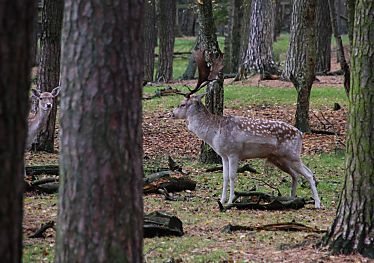 011_25961 | ein Damhirsch und Hirschkuh im Klvensteener Gehege zwischen Baumstmmen. 