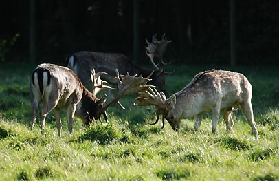 011_25964 | während der Brunftzeit im Oktober / November kämpfen die Hirsche um die Position des Rudelführers.