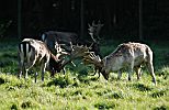 011_25969 | whrend der Brunftzeit im Oktober / November kmpfen die Hirsche um die Position des Rudelfhrers.