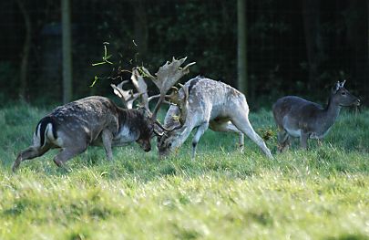 011_25965 | die Geweihe der Damhirsche knallen aufeinander; in Kürze wird sich entscheiden wer der Platzhirsch der Herde Damwild im Niendorfer Gehege ist.