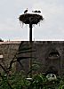 011_25973 |ein eigens aufgestellter Mast mit Storchennest in Hamburg Vierlande / Marschlande als Nistplatz fr die Strche; im Hintergrund das Reetdach von einem Bauernhaus.