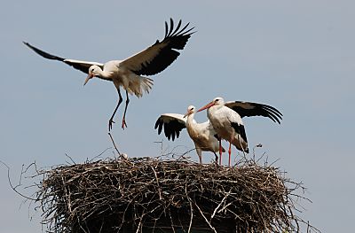 011_25974 | die Jungstörche werden flügge; hier hebt eines der grossen Vögel schon kurzzeitig ab und schwebt über dem Nest. In der Brutsaison z.B. 2007 zogen im Hamburger Raum 15 Storchenpaare insgesamt 33 Jungvögel gross. Jedes Storchenpaar benötigt in Horstnähe ca. 20 ha feuchtes Grünland, um ihre Jungstörche satt zu kriegen.