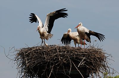 011_25975 | bis Ende August müssen die jungen Störche gelernt haben zu fliegen, weil dann den Vögeln schon der weite Flug in das Winterquartier ins tropische Afrika südlich des Äquators bevorsteht. Auf dieser langen Strecke legen die Störche bis zu 10 000 km zurück.