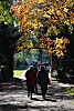 011_25982 | Sonntag Nachmittag im Stadtpark in Hamburg Winterhude; die Bltter der Bume erstrahlen in der Sonne in ihren Herbstfarben.