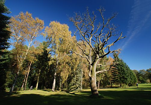 011_25983|eine kahle Eiche ragt in den sonnigen blauen Herbsthimmel; das Laub der Birken ist herbstlich gelb gefrbt. Spaziergnger geniessen die Herbstsonne im Hamburger Stadtpark