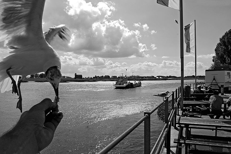 011_26035 |  Abendstimmung an der Elbe beim Hamburger Fhrhaus Zollenspieker - die Elbfhre fhrt zur anderen Elbseite nach Hopte, das zum Bundesland Niedersachsen gehrt. Touristen sitzen auf Bnken und blicken aufs Wasser - eine hungrige Mwe frisst im Flug das Brot aus der Hand.  www.christoph-bellin.de 