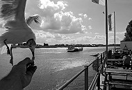 011_26035 | Abendstimmung an der Elbe beim Hamburger Fhrhaus Zollenspieker - die Elbfhre fhrt zur anderen Elbseite nach Hopte, das zum Bundesland Niedersachsen gehrt. Touristen sitzen auf Bnken und blicken aufs Wasser - eine hungrige Mwe frisst im Flug das Brot aus der Hand. www.christoph-bellin.de