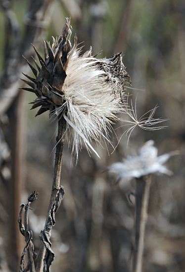 41_656546 |  verblhte Blte einer Artischocke mit Samen. Die Artischocke ist eine distelartige Kulturpflanze, die wegen ihrer essbaren Bltenstnde angebaut wird. Das Bltengemse muss als knospiger Bltenstand vor dem Aufblhen fr den Verzehr geerntet werden. Von den Artischocken sind zumeist nur die unteren fleischigen Teile der Schuppenbltter und die Bltenbden essbar. Wird die Bltenknospe nicht rechtzeitig geerntet, blht sie auf und trgt spter ihre Flugsamen.  www.fotograf-hamburg.de