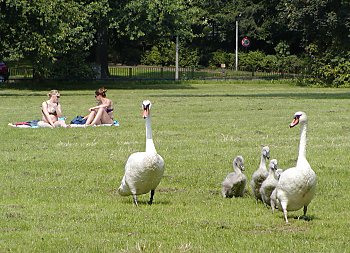 Bilder Hamburg Sehenswrdigkeiten Alster Schwne 2002_2398_098