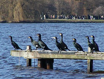 Bilder Hamburg Sehenswrdigkeiten Alster 2002_2398_0998