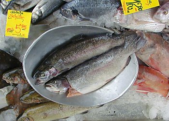 Bilder Hamburg Fischmarkt 