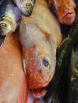 Bilder Hamburg Fischmarkt 