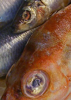 Bilder Hamburg Fischmarkt 