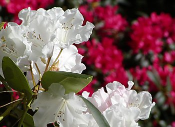 Bilder Hamburg Sehenswrdigkeiten Stadtpark Rhododendronblte 2002_90561_096