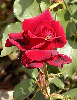 Bilder Hamburg Sehenswrdigkeiten Stadtpark Rosen 2002_90561_0994