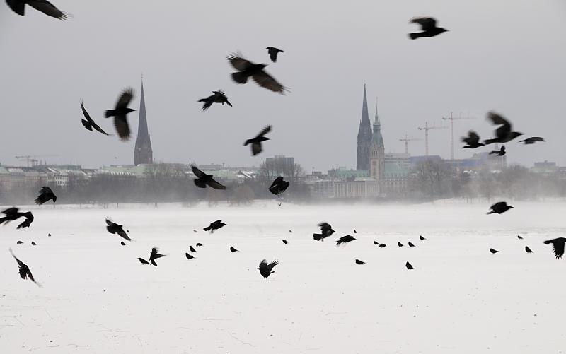 Bilder vom winterlichen Hamburg - Krhen ber der verschneiten Alster. Hamburg Fotos vom grauen Hamburg.  106_4973 |Ein Schwarm krhen fliegt ber der vereisten und verschneiten Alster auf. Im grauen Winterhimmel sind die Trme der St. Petri-Kirche, der Nikolaikirche und dem Hamburger Rathaus zu erkennen. www.fotograf-hamburg.de