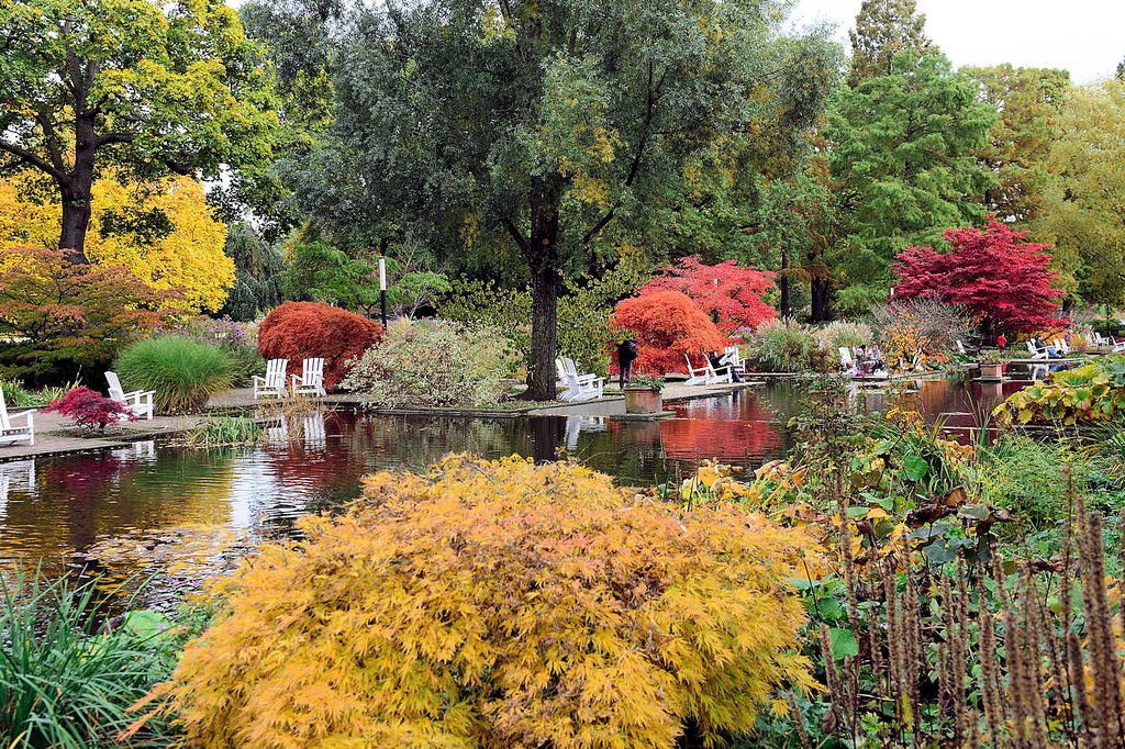 6460 Wasserlauf in Planten un Blomen - Holzstühle am Wasser, Zierahorn im Herbst mit roten und gelben Blättern.