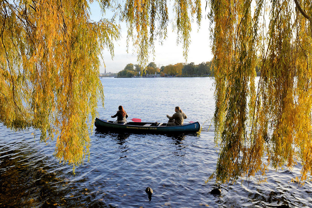 6954 Blick durch die herabhngenden Weidenzweige auf die Aussenalster in Hamburg Winterhude an der Bellevue - ein Kanu fhrt auf dem Wasser in der Herbstsonne.