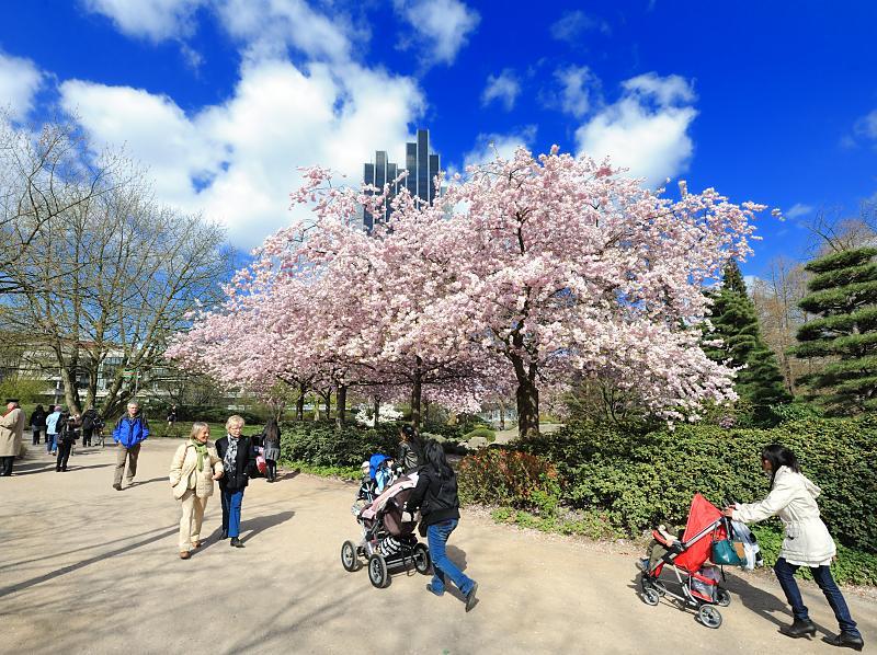 Hamburger Frhling! SpaziergngerInnen in Hamburgs Parks - Planten un Blomen. 117_2229 | In Japan bedeutet die Kirschblte der Japanischen Kirsche einen Hhepunkt im Japanischen Kalender und den Anfang des Frhlings. Spaziergngerinnen mit Kinderkarren gehen in dem Hamburger Park Planten un Blomen unter einem groen blhenden Kirschbaum spazieren. Dahinter ragte die Spitze des Radisson Blu Hotels hervor.