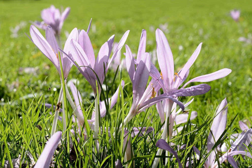 6589 Blhende Herbstzeitlose, Colchicum autumnale im Hamburger Stadtpark - Wiese vom ehem. Sprunggarten in der histoirschen Stadtparkanlage.