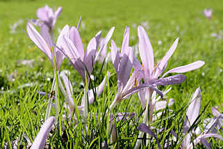 6589 Blhende Herbstzeitlose, Colchicum autumnale im Hamburger Stadtpark - Wiese vom ehem. Sprunggarten in der historischen Stadtparkanlage. 