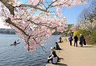 120_2748 | HamburgerInnen sitzen in der Sonne auf der Ufermauer der Binnenalster in Hamburgs Innenstadt. Ein Zweig mit den rosa Blten einer Japanischen Kirsche ragt ber das Wasser auf dem ein Kanufahrer Richtung Lombardsbrcken paddelt.