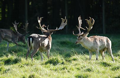 011_25963 |drei Damhirsche mit mchtigen Geweihen auf  der Wiese im Niendorfer Gehege. 