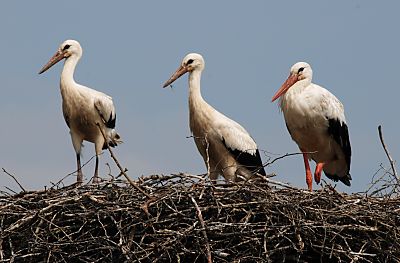 011_25971 |  zwei Jungstrche (erkennbar am kurzen Schnabel ) stehen im Nest, daneben ein Elternteil mit den roten Beinen und dem roten Schnabel gut von den Jungtieren zu unterscheiden.