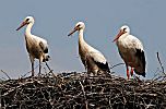 011_25971 | zwei Jungstrche (erkennbar am kurzen Schnabel ) stehen im Nest, daneben ein Elternteil mit den roten Beinen und dem roten Schnabel gut von den Jungtieren zu unterscheiden.