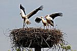 011_25972 | die jungen Strche knnen Ende Juli noch nicht fliegen; hier ben sie schon einmal den Flgelschlag und breiten ihre Schwingen aus.