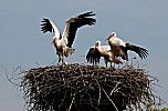 011_25975 | bis Ende August mssen die jungen Strche gelernt haben zu fliegen, weil dann den Vgeln schon der weite Flug in das Winterquartier ins tropische Afrika sdlich des quators bevorsteht. Auf dieser langen Strecke legen die Strche bis zu 10 000 km zurck.