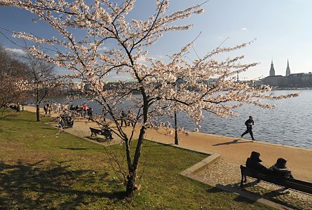 011_26010 | die Binnenalster in der Abendsonne - im Vordergrund blüht eine japanische Zierkirsche / Kirschbaum. Passanten sitzen auf der Parkbank am Alsterufer und geniessen die letzten Sonnenstrahlen der Frühlingssonne - ein Jogger läuft Richtung Neuer Jungfrernstieg. Im Hintergrund die Türme vom Hamburger Rathaus und der Nikolaikirche.