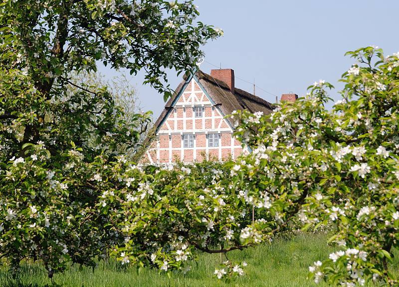 9100_7486 | Kirschblte im Alten Land. Giebel eines Fachwerkhauses hinter einer Kirschplantage; die Bume tragen Blten. Der Obstanbau hat im Alten Land eine lange Tradition - seine Ursprnge liegen im Jahr 1320. Das Alte Land ist ein Teil der Elbmarsch und mit ca. 14 300 Hektar Baumobst ist das Alte Land das grte zusammen hngende Obstanbaugebiet Mitteleuropas; 77 Prozent der Obstbume sind pfel und 12,7 % Kirschen. 