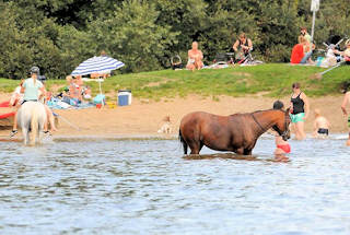 Menschen und Pferde baden in der Dove Elbe.